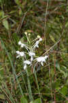 White fringed orchid